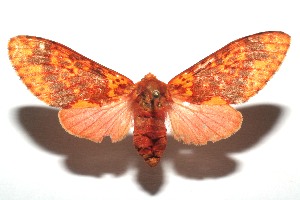  ( - 13-SRNP-103606)  @14 [ ] CreativeCommons - Attribution Non-Commercial Share-Alike (2014) Daniel H. Janzen Guanacaste Dry Forest Conservation Fund