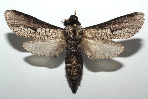  ( - 13-SRNP-103841)  @13 [ ] CreativeCommons - Attribution Non-Commercial Share-Alike (2014) Daniel H. Janzen Guanacaste Dry Forest Conservation Fund