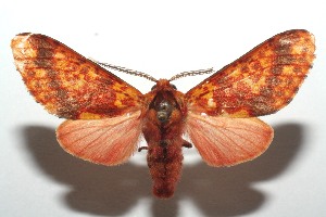  ( - 13-SRNP-103890)  @14 [ ] CreativeCommons - Attribution Non-Commercial Share-Alike (2014) Daniel H. Janzen Guanacaste Dry Forest Conservation Fund