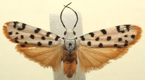  ( - 13-SRNP-103930)  @14 [ ] CreativeCommons - Attribution Non-Commercial Share-Alike (2014) Daniel H. Janzen Guanacaste Dry Forest Conservation Fund