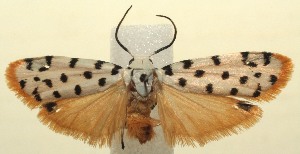  ( - 13-SRNP-103931)  @14 [ ] CreativeCommons - Attribution Non-Commercial Share-Alike (2014) Daniel H. Janzen Guanacaste Dry Forest Conservation Fund