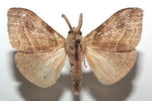  ( - 13-SRNP-104124)  @14 [ ] CreativeCommons - Attribution Non-Commercial Share-Alike (2014) Daniel H. Janzen Guanacaste Dry Forest Conservation Fund