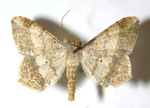  ( - 13-SRNP-17867)  @14 [ ] CreativeCommons  Attribution Non-Commercial Share-Alike (2016) Unspecified Guanacaste Dry Forest Conservation Fund