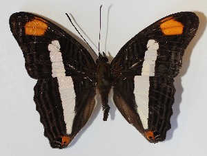  ( - 13-SRNP-22961)  @14 [ ] CreativeCommons - Attribution Non-Commercial Share-Alike (2014) Daniel H. Janzen Guanacaste Dry Forest Conservation Fund