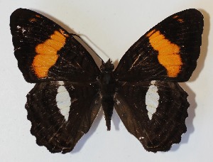  ( - 13-SRNP-31331)  @13 [ ] CreativeCommons - Attribution Non-Commercial Share-Alike (2014) Daniel H. Janzen Guanacaste Dry Forest Conservation Fund