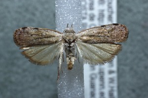  ( - 13-SRNP-42942)  @13 [ ] CreativeCommons - Attribution Non-Commercial Share-Alike (2014) Daniel H. Janzen Guanacaste Dry Forest Conservation Fund