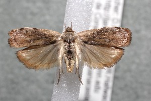  ( - 13-SRNP-42944)  @13 [ ] CreativeCommons - Attribution Non-Commercial Share-Alike (2014) Daniel H. Janzen Guanacaste Dry Forest Conservation Fund