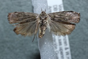  ( - 13-SRNP-44233)  @13 [ ] CreativeCommons - Attribution Non-Commercial Share-Alike (2014) Daniel H. Janzen Guanacaste Dry Forest Conservation Fund