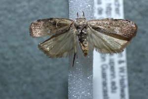  ( - 13-SRNP-44235)  @13 [ ] CreativeCommons - Attribution Non-Commercial Share-Alike (2014) Daniel H. Janzen Guanacaste Dry Forest Conservation Fund