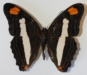  ( - 13-SRNP-45059)  @14 [ ] CreativeCommons - Attribution Non-Commercial Share-Alike (2014) Daniel H. Janzen Guanacaste Dry Forest Conservation Fund