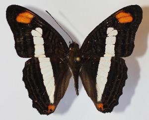  ( - 13-SRNP-45100)  @14 [ ] CreativeCommons - Attribution Non-Commercial Share-Alike (2014) Daniel H. Janzen Guanacaste Dry Forest Conservation Fund