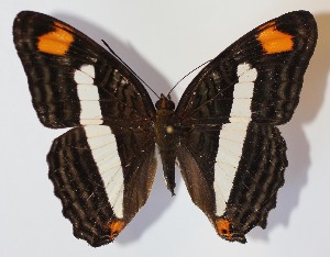  ( - 13-SRNP-57499)  @14 [ ] CreativeCommons - Attribution Non-Commercial Share-Alike (2014) Daniel H. Janzen Guanacaste Dry Forest Conservation Fund