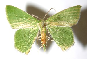  ( - 13-SRNP-71646)  @11 [ ] CreativeCommons  Attribution Non-Commercial Share-Alike (2016) Unspecified Guanacaste Dry Forest Conservation Fund