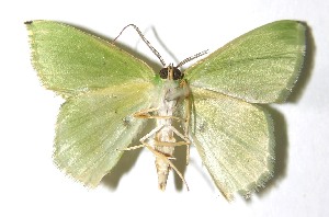  ( - 13-SRNP-71646)  @11 [ ] CreativeCommons  Attribution Non-Commercial Share-Alike (2016) Unspecified Guanacaste Dry Forest Conservation Fund