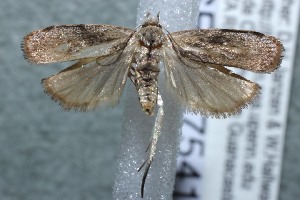  ( - 13-SRNP-75416)  @13 [ ] CreativeCommons - Attribution Non-Commercial Share-Alike (2014) Daniel H. Janzen Guanacaste Dry Forest Conservation Fund