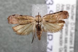  ( - 13-SRNP-76554)  @13 [ ] CreativeCommons - Attribution Non-Commercial Share-Alike (2014) Daniel H. Janzen Guanacaste Dry Forest Conservation Fund