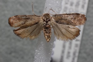  ( - 13-SRNP-76637)  @13 [ ] CreativeCommons - Attribution Non-Commercial Share-Alike (2014) Daniel H. Janzen Guanacaste Dry Forest Conservation Fund