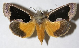  ( - 13-SRNP-77182)  @13 [ ] CreativeCommons - Attribution Non-Commercial Share-Alike (2014) Daniel H. Janzen Guanacaste Dry Forest Conservation Fund