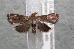  ( - 13-SRNP-80697)  @13 [ ] CreativeCommons - Attribution Non-Commercial Share-Alike (2014) Daniel H. Janzen Guanacaste Dry Forest Conservation Fund