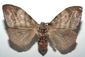  ( - 14-SRNP-100124)  @14 [ ] CreativeCommons - Attribution Non-Commercial Share-Alike (2014) Daniel H. Janzen Guanacaste Dry Forest Conservation Fund