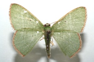  ( - 14-SRNP-100199)  @11 [ ] CreativeCommons - Attribution Non-Commercial Share-Alike (2014) Daniel H. Janzen Guanacaste Dry Forest Conservation Fund