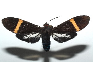  ( - 14-SRNP-100438)  @14 [ ] CreativeCommons - Attribution Non-Commercial Share-Alike (2014) Daniel H. Janzen Guanacaste Dry Forest Conservation Fund