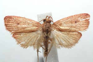  ( - 14-SRNP-100521)  @14 [ ] CreativeCommons - Attribution Non-Commercial Share-Alike (2014) Daniel H. Janzen Guanacaste Dry Forest Conservation Fund