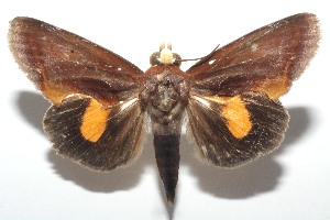  ( - 14-SRNP-100548)  @14 [ ] CreativeCommons - Attribution Non-Commercial Share-Alike (2014) Daniel H. Janzen Guanacaste Dry Forest Conservation Fund