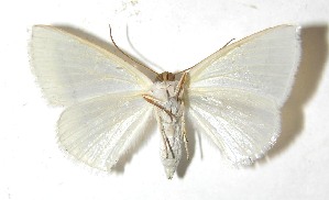  ( - 14-SRNP-35113)  @13 [ ] CreativeCommons - Attribution Non-Commercial Share-Alike (2015) Daniel H. Janzen Guanacaste Dry Forest Conservation Fund