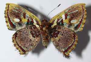  ( - 11-SRNP-23550)  @12 [ ] CreativeCommons - Attribution Non-Commercial Share-Alike (2014) Daniel H. Janzen Guanacaste Dry Forest Conservation Fund