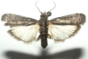  ( - 12-SRNP-102222)  @13 [ ] CreativeCommons - Attribution Non-Commercial Share-Alike (2013) Daniel H. Janzen Guanacaste Dry Forest Conservation Fund