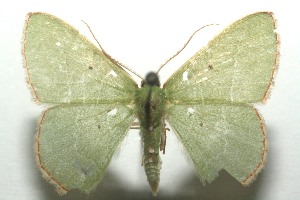  ( - 12-SRNP-102579)  @11 [ ] CreativeCommons - Attribution Non-Commercial Share-Alike (2013) Daniel H. Janzen Guanacaste Dry Forest Conservation Fund