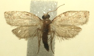  ( - 12-SRNP-102871)  @12 [ ] CreativeCommons - Attribution Non-Commercial Share-Alike (2013) Daniel H. Janzen Guanacaste Dry Forest Conservation Fund