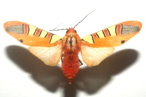  ( - 12-SRNP-102921)  @14 [ ] CreativeCommons - Attribution Non-Commercial Share-Alike (2013) Daniel H. Janzen Guanacaste Dry Forest Conservation Fund