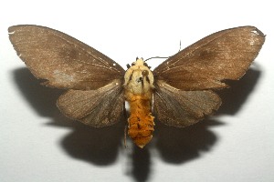  ( - 12-SRNP-103011)  @13 [ ] CreativeCommons - Attribution Non-Commercial Share-Alike (2013) Daniel H. Janzen Guanacaste Dry Forest Conservation Fund