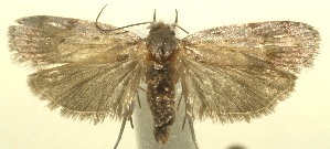  ( - 12-SRNP-103073)  @13 [ ] CreativeCommons - Attribution Non-Commercial Share-Alike (2013) Daniel H. Janzen Guanacaste Dry Forest Conservation Fund