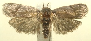  ( - 12-SRNP-103074)  @13 [ ] CreativeCommons - Attribution Non-Commercial Share-Alike (2013) Daniel H. Janzen Guanacaste Dry Forest Conservation Fund