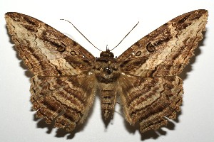  ( - 12-SRNP-103295)  @13 [ ] CreativeCommons - Attribution Non-Commercial Share-Alike (2013) Daniel H. Janzen Guanacaste Dry Forest Conservation Fund