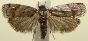  ( - 12-SRNP-103337)  @13 [ ] CreativeCommons - Attribution Non-Commercial Share-Alike (2013) Daniel H. Janzen Guanacaste Dry Forest Conservation Fund