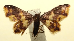  ( - 12-SRNP-103776)  @13 [ ] CreativeCommons - Attribution Non-Commercial Share-Alike (2014) Daniel H. Janzen Guanacaste Dry Forest Conservation Fund