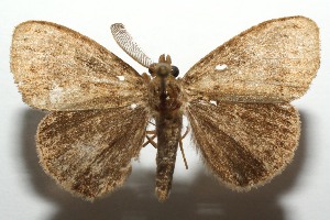  ( - 12-SRNP-104541)  @13 [ ] CreativeCommons - Attribution Non-Commercial Share-Alike (2014) Daniel H. Janzen Guanacaste Dry Forest Conservation Fund