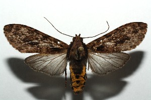  ( - 12-SRNP-104844)  @13 [ ] CreativeCommons - Attribution Non-Commercial Share-Alike (2014) Daniel H. Janzen Guanacaste Dry Forest Conservation Fund