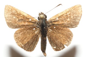  ( - 12-SRNP-105245)  @12 [ ] CreativeCommons - Attribution Non-Commercial Share-Alike (2014) Daniel H. Janzen Guanacaste Dry Forest Conservation Fund