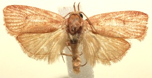  ( - 13-SRNP-100379)  @14 [ ] CreativeCommons  Attribution Non-Commercial Share-Alike (2017) Daniel H. Janzen Guanacaste Dry Forest Conservation Fund