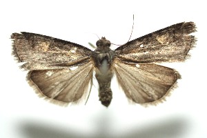  ( - 13-SRNP-100875)  @14 [ ] CreativeCommons  Attribution Non-Commercial Share-Alike (2017) Daniel H. Janzen Guanacaste Dry Forest Conservation Fund