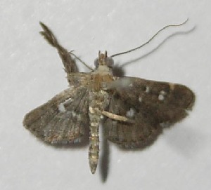  ( - 13-SRNP-10236)  @12 [ ] CreativeCommons - Attribution Non-Commercial Share-Alike (2014) Daniel H. Janzen Guanacaste Dry Forest Conservation Fund