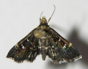  ( - 13-SRNP-10238)  @12 [ ] CreativeCommons - Attribution Non-Commercial Share-Alike (2014) Daniel H. Janzen Guanacaste Dry Forest Conservation Fund