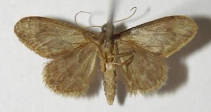  ( - 13-SRNP-10267)  @13 [ ] CreativeCommons - Attribution Non-Commercial Share-Alike (2014) Daniel H. Janzen Guanacaste Dry Forest Conservation Fund