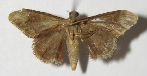  ( - 13-SRNP-10268)  @13 [ ] CreativeCommons - Attribution Non-Commercial Share-Alike (2014) Daniel H. Janzen Guanacaste Dry Forest Conservation Fund