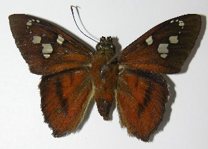  ( - 13-SRNP-2096)  @14 [ ] CreativeCommons - Attribution Non-Commercial Share-Alike (2014) Daniel H. Janzen Guanacaste Dry Forest Conservation Fund